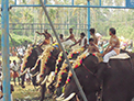 Sasthav at Pidikyaparambu 2015